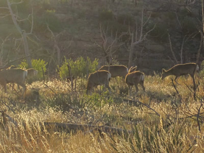 dEER IN MEADOW